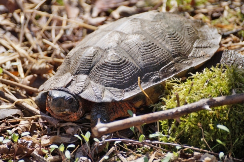 A wood turtle, partially tucked into it's shell, is seen among leaves and moss on a forest floor.