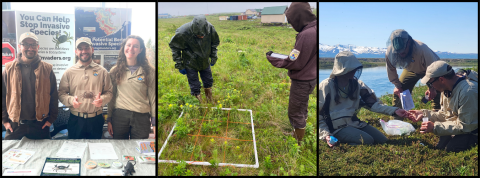 Collage of invasive species work in Alaska. Left image includes 3 people smiling at outreach booth with flyers, middle image includes biologist examining terrestrial plants, right image includes 3 biologists collecting pollinator samples.