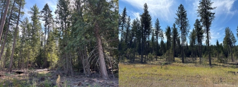 Side by side images of a forest with lots of brush, grasses, dead trees and one without the clutter and underbrush.