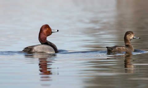 A male and female redhead duck