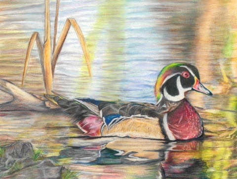 Wood Duck by Suri Ghodadra