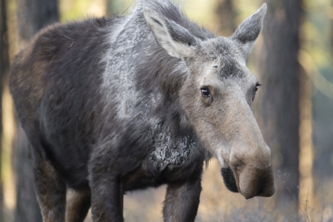 Close-up view of a moose