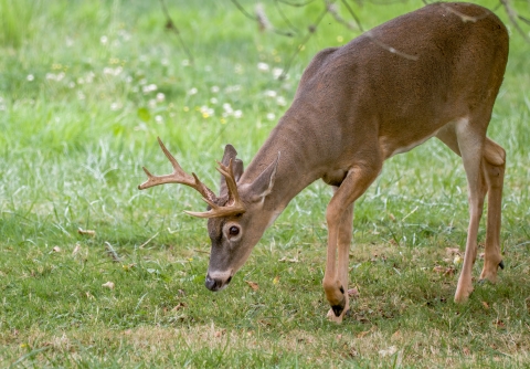 deer grazing 