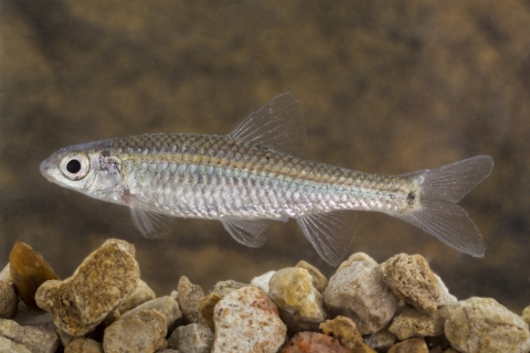 Devils river minnow above pebbles
