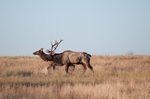 An elk bull and cow walking in the prairie 