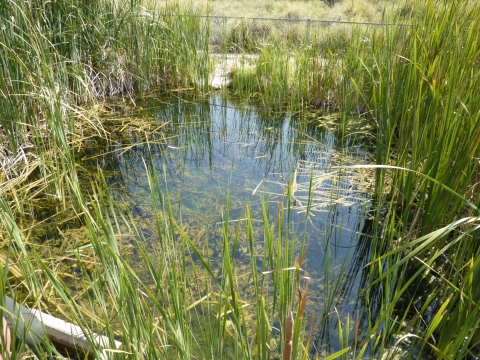 Looking down into a pond with clear water, surrounded by tall grasses and cattails