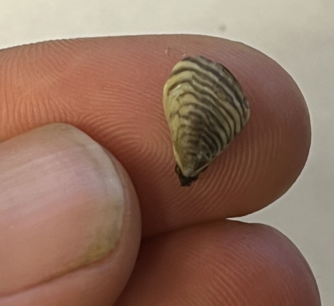  Close-up of a small, striped invasive mussel shell held by fingers with a white background. The shell is approximately a quarter of the size of the person’s finger pad.