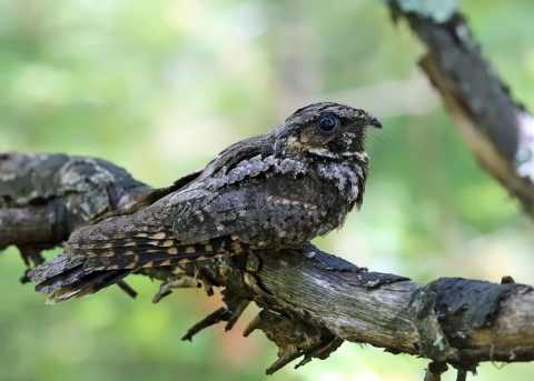 Small brown mottled bird perched on older tree branch with bark peeling off with a blurred background of bright to dark greens.