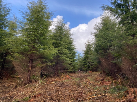 A young northwest forest is shown after an operation to thin it is completed.