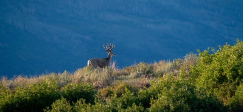 A mule deer buck stands on a hillside.