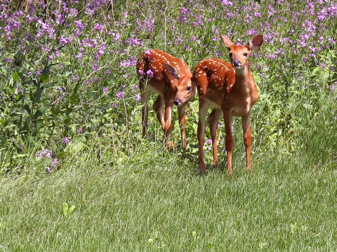 Two small white-tailed deer fawns cautiously step out of the tall purple field of flowers to short grass