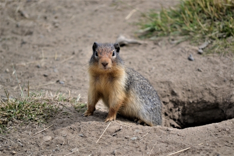 Groundhog burrow opening with a groundhog alert and exiting the burrow