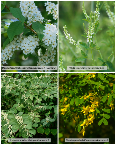 Collage of invasive species in Alaska featuring chokecherry/mayday tree, white sweetclover, knotweed, and siberian peashrub.