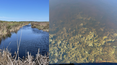 Lake Woodruff NWR submerged aquatic invasive vegetation