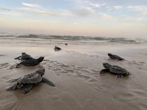 Small newly hatched sea turtles crawl across wet sand towards the water's edge.