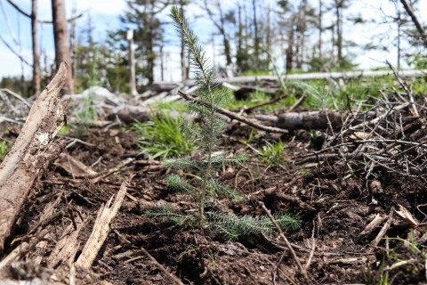 Small, lone conifer tree in a patch of bare soil