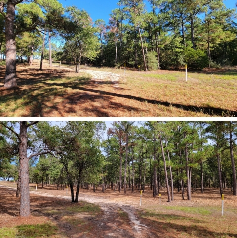 Top and bottom images showing a forest understory before and after restoration. The top image shows a dense, brush choked understory; the bottom shows the same area after mechanical thinning, with open space between trees and a layer of mulch covering the ground.