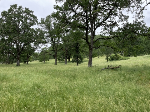 Green grassy field with some oak trees interspersed throughout 