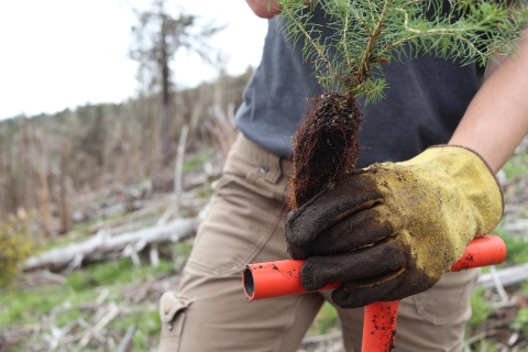 Person holding the small root ball of a small tree with a gloved hand