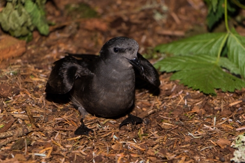Leach's storm petrel on the ground of St Lazaria island