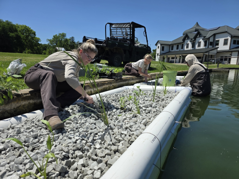 Fish biologists construct a floating wetland out of PVC pipes