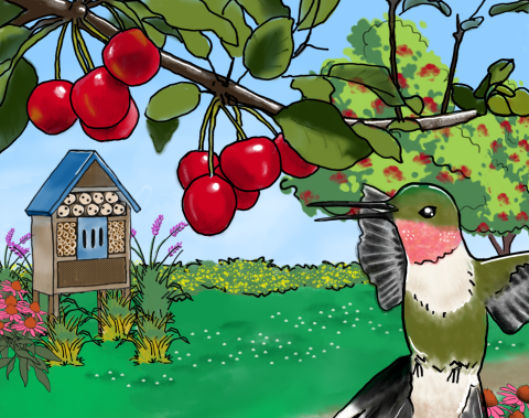 Drawing of a hummingbird flying under a cherry tree with flowers and an insect hotel structure in the background
