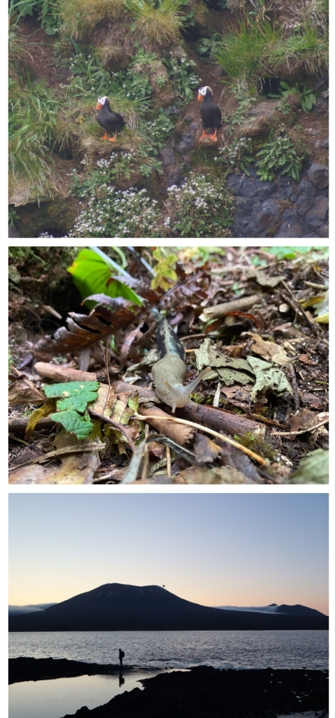 Collage of images from St Lazaria: two tufted puffins perched on cliff; banana slug crawling on ground; person backlit walking on shore with Mount Edgecumbe visible in the background
