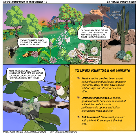 A ruby-throated hummingbird heads home to its mate in a nest and shares the lesson the pollinator bunch learned house hunting; it’s all about location, location, location for pollinators to thrive. The comic ends with a list of tips to help pollinators in your community; Plant a native garden, limit use of pesticides, and share what you’ve learned with a friend.