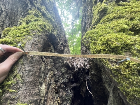 Measurement of a splitting tree trunk