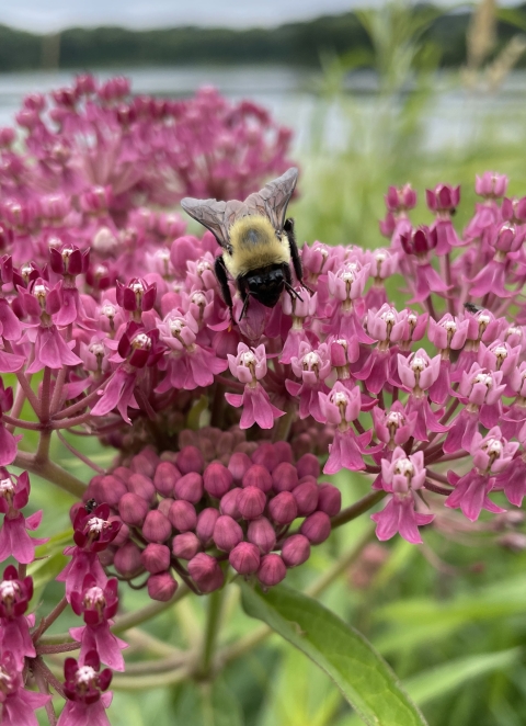  Black and yellow fuzzy bumble bee on bright pink flowers with a wetland in the background