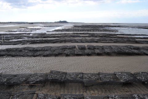 Aquaculture Racks on Tidal Flats
