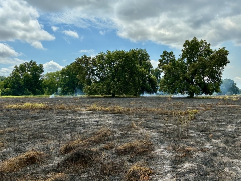 A wide field recently burned, covered in dark ash and scattered dry grass, with thin smoke rising near the tree line. Large green trees stand beyond the charred ground under a partly cloudy sky.
