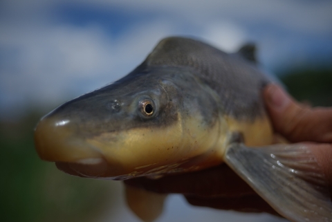 Profile of fish with eye looking at camera