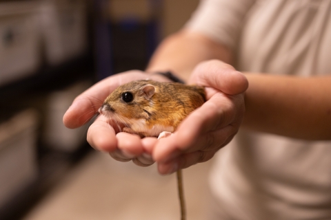 Up close photo of Texas kangaroo rat in Fort Worth Zookeeper’s cupped hands. Texas kangaroo rat has a light brown body with a lighter undercoat, seen laying down.