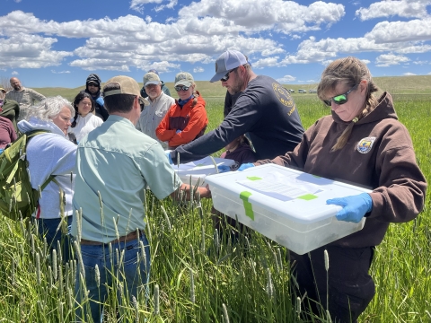 biologists standing in a field of grass holding plastic tote containers with Wyoming toads inside