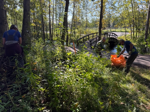 Three volunteers pull invasive chokecherry seedlings during annual Anchorage Weed Smackdown in Valley of the Moon Park. Two are filling large garbage bag.