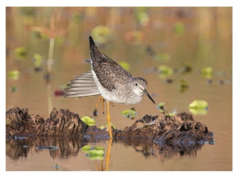 Greater Yellowlegs by Wade Stephen
