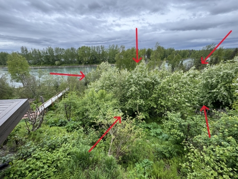 Overview of Kenai River riparian area with invasive chokecherry trees flowering and highlighted in red. 