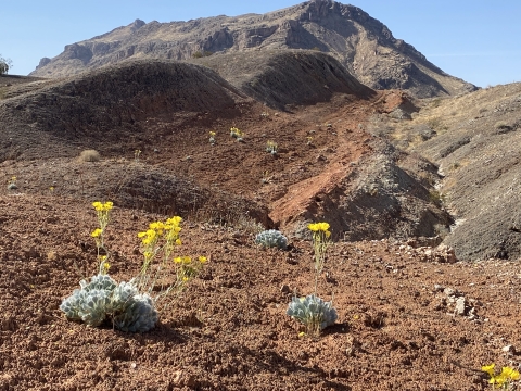 A few yellow flowered Las Vegas bearpoppy plants on a steep desert terrain with mountain on background. 