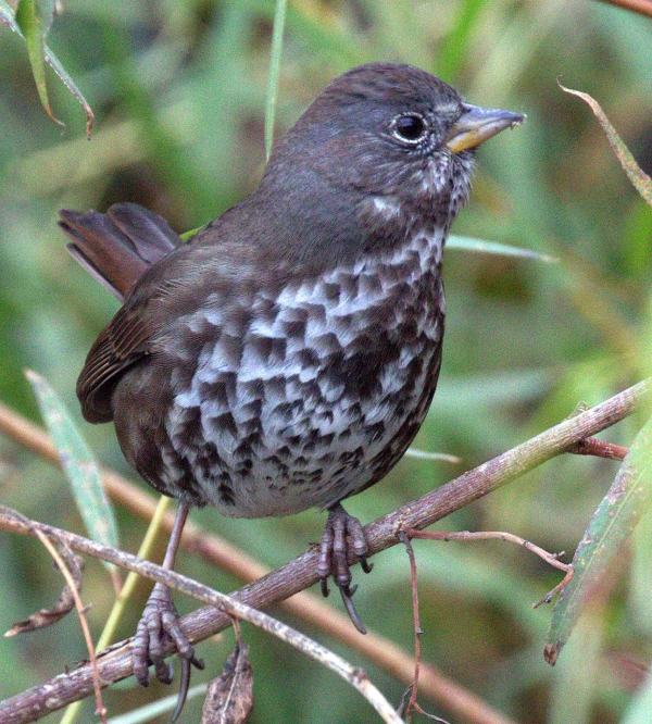 A brown bird with blotchy breast perched in willows.