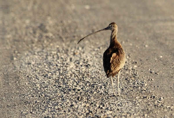 A Long-billed curlew taking the Auto Tour Route on Fish Springs National Wildlife Refuge
