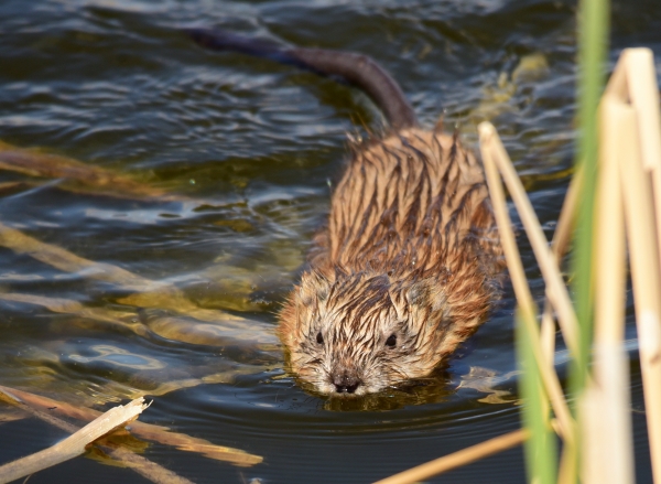 A muskrat swimming towards the camera in dark reedy water. The top half of its body is wet and above the surface.