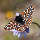 Black, orange and white butterfly sits on purple flower