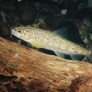 Juvenile Atlantic salmon in Scatter Creek, Washington