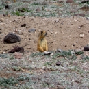 Utah prairie dog