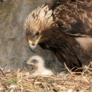 brown bird with black and yellow hooked beak and brown feathers looks down on fuzzy white chick in nest