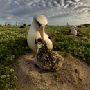 A white adult bird tends a smaller brown chick at Midway Atoll National Wildlife Refuge in the Pacific.