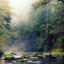 Looking upstream at West Fork Millacoma River on Elliott State Research Forest