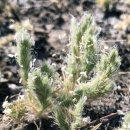 seed heads of sacramento orcutt grass