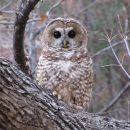 a brown and white mexican spotted owl sits on a tree branch